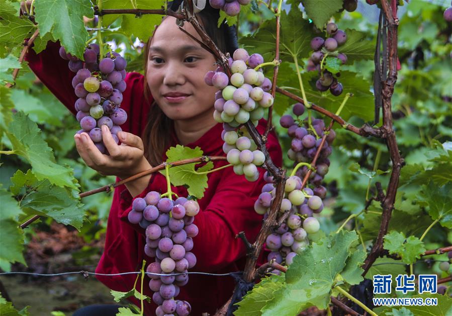 （經(jīng)濟）（5）河北永清：葡萄豐收樂農家