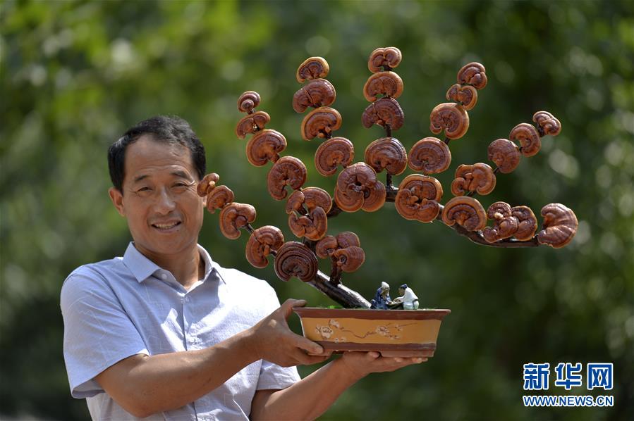 （經(jīng)濟）（2）河北廣宗：特色靈芝富農家