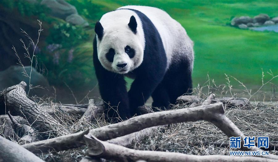 （社會）（7）大陸贈臺大熊貓“團(tuán)團(tuán)”“圓圓”歡度14歲生日