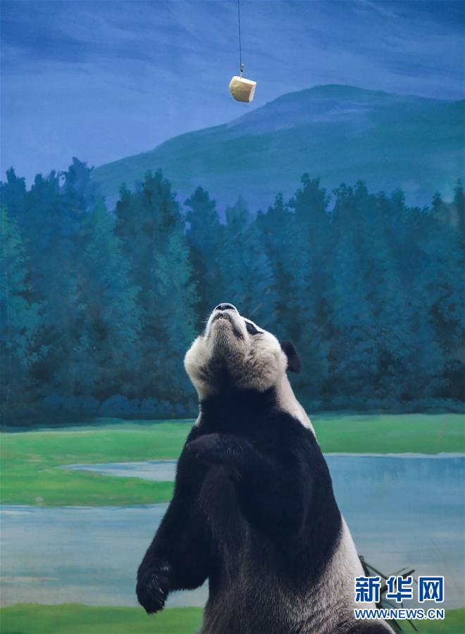 （社會(huì)）（6）大陸贈(zèng)臺(tái)大熊貓“團(tuán)團(tuán)”“圓圓”歡度14歲生日